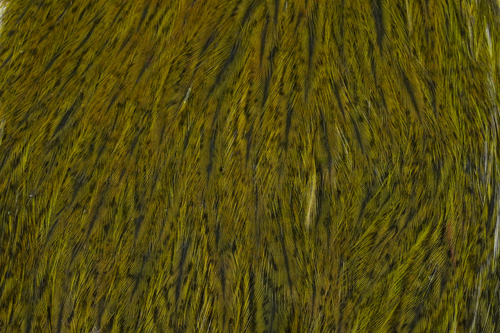 Coq de Leon Hen Cape