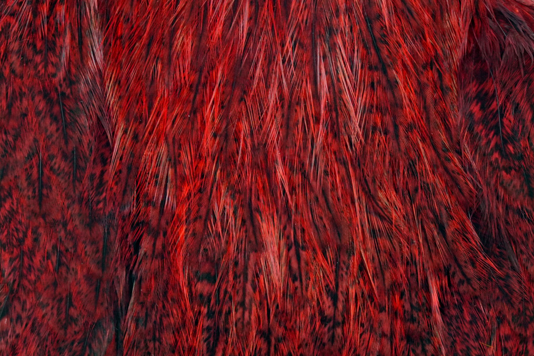 Coq de Leon Hen Cape – Whiting Farms