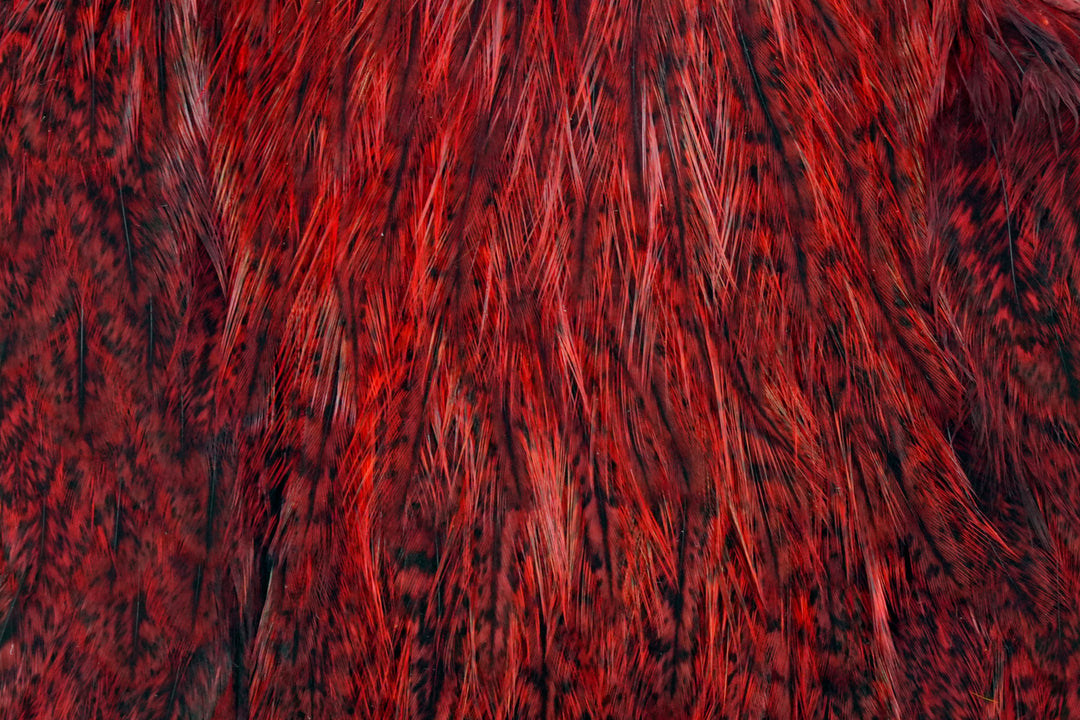 Coq de Leon Hen Cape