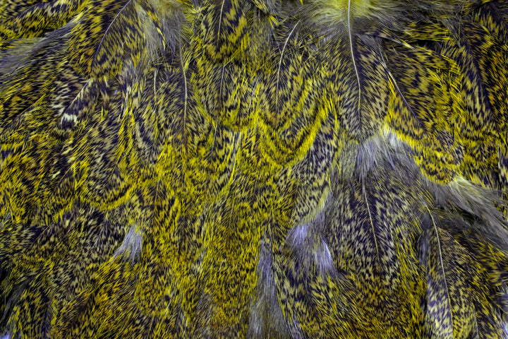 Whiting Coq De Leon Soft Hackle with Chickabou