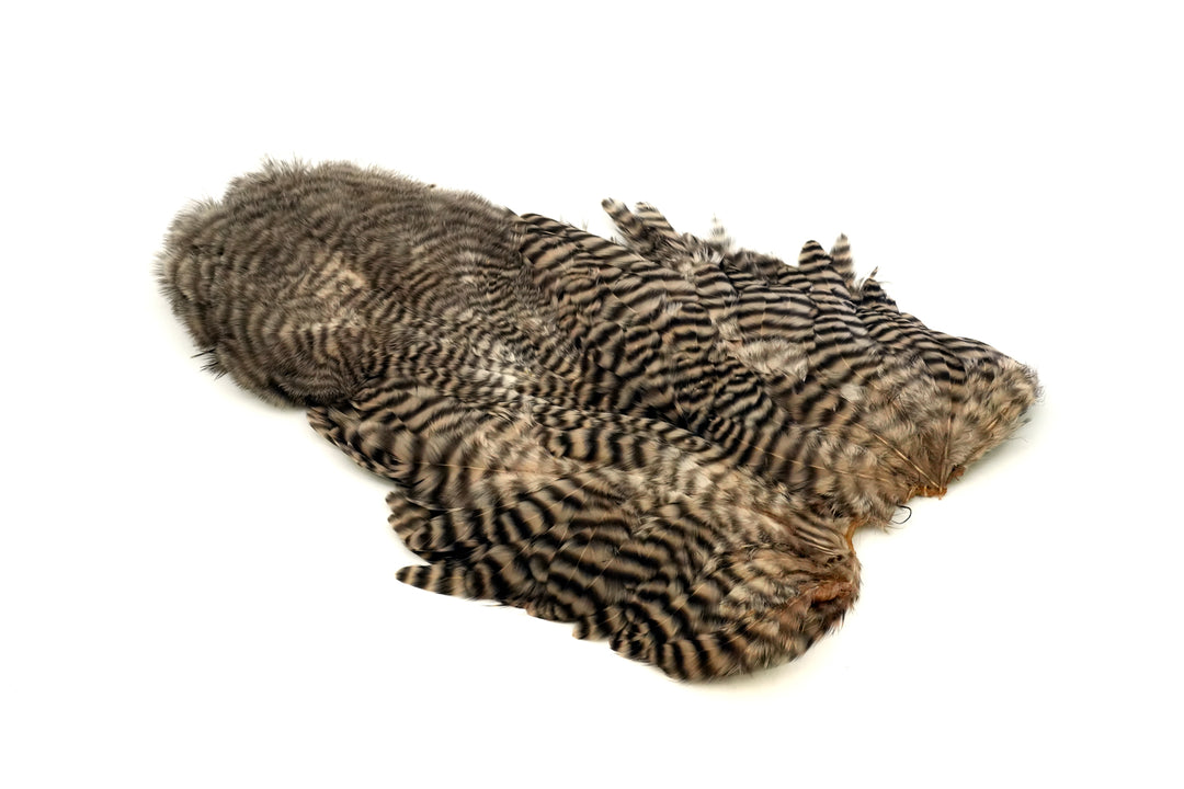 Whiting Rooster Soft Hackle with Chickabou